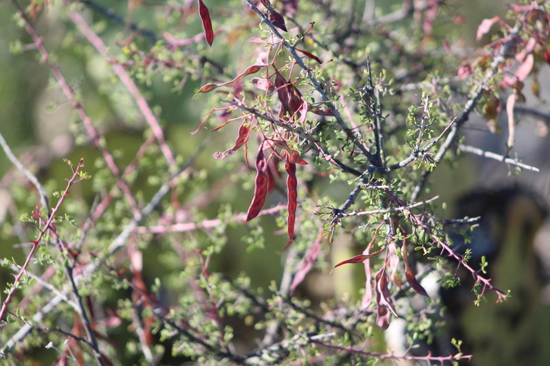 Desert Mimosa photo 4