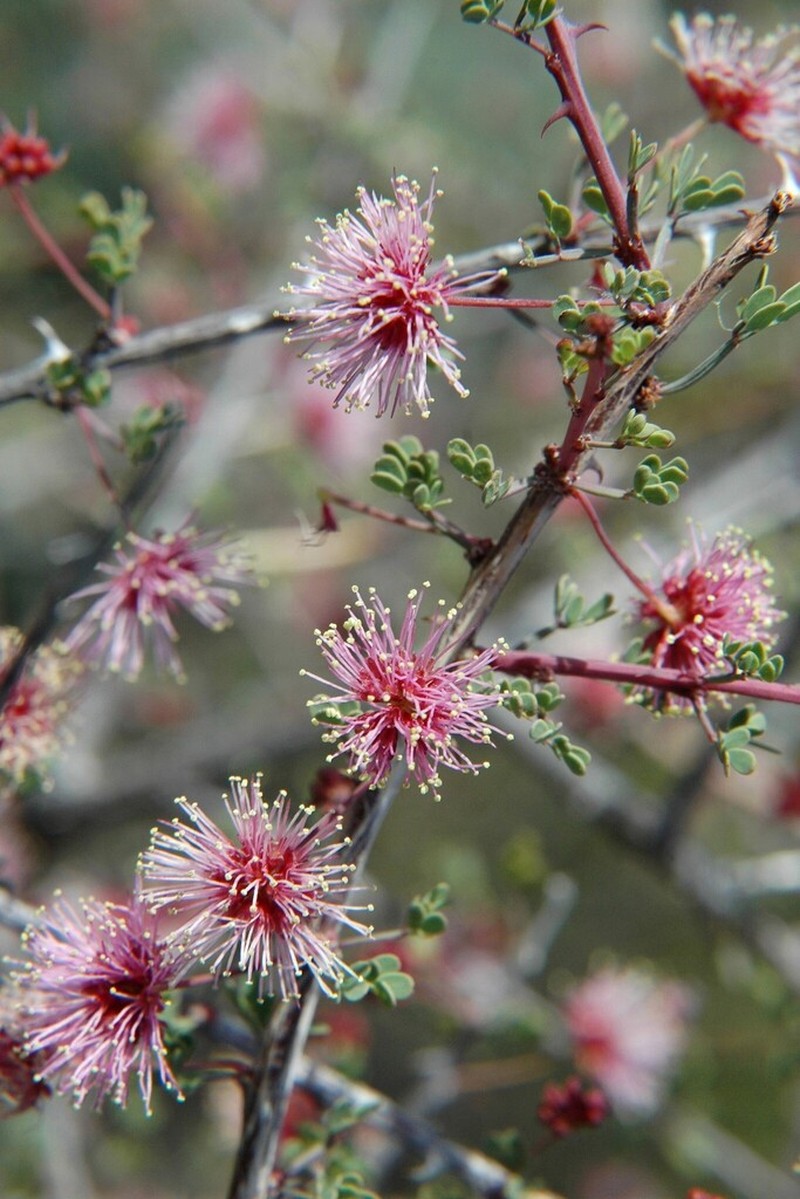 Desert Mimosa photo 5