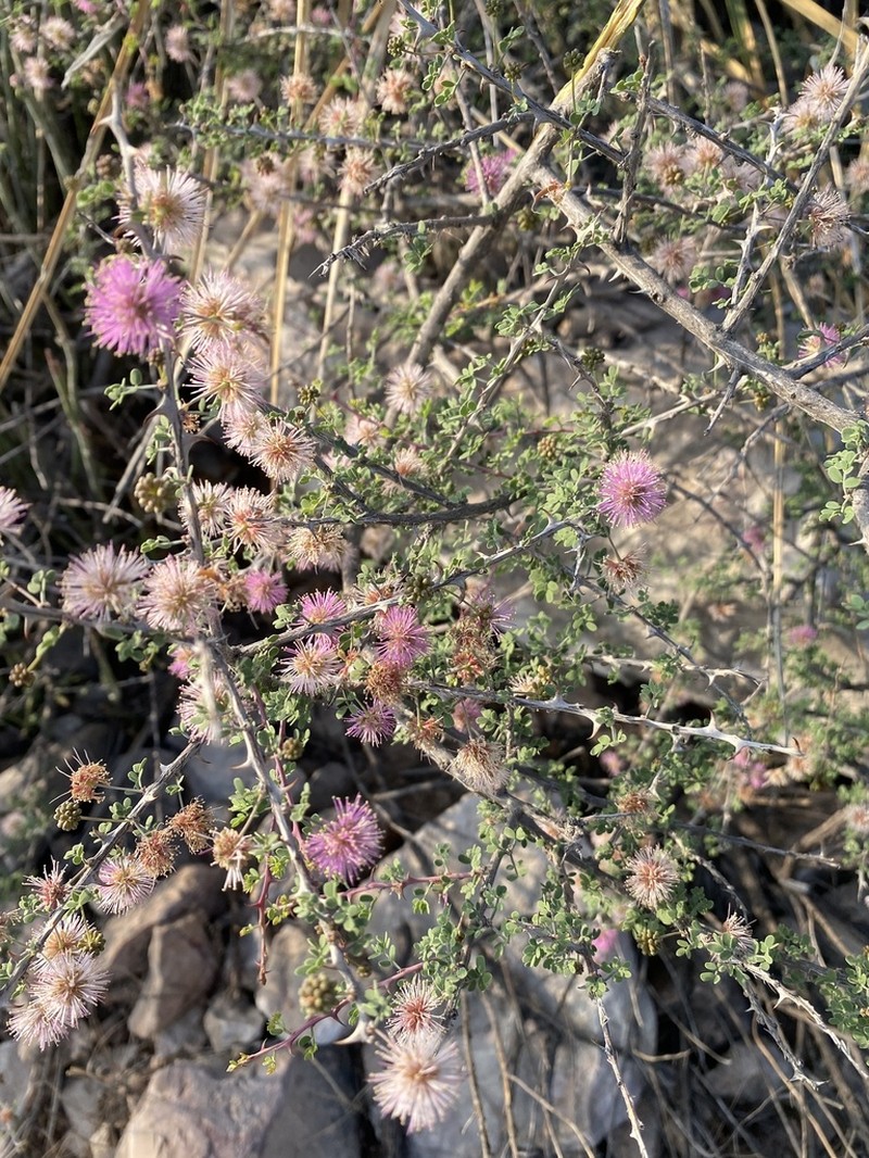 Desert Mimosa photo 6
