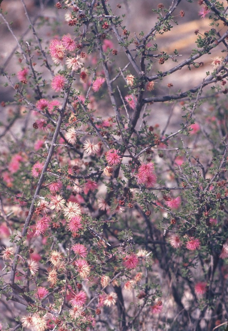 Desert Mimosa photo 8