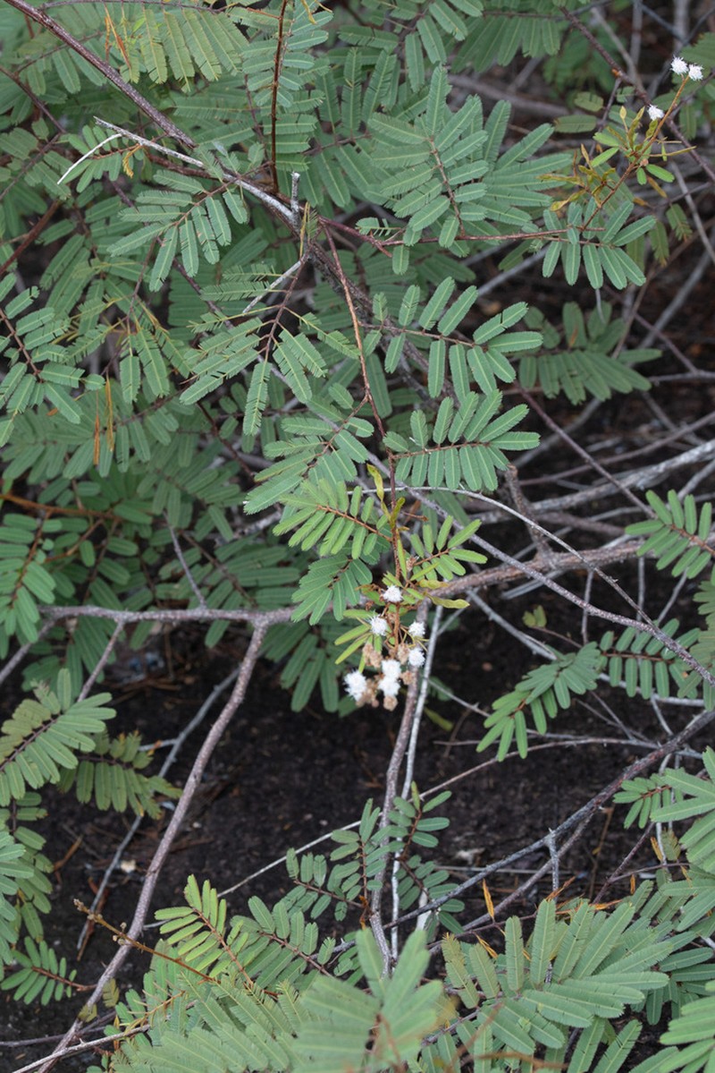 Mimosa tweedieana