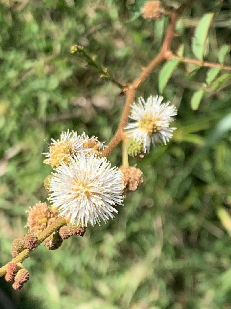 Mimosa tweedieana photo 2