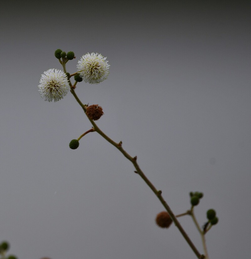 Mimosa tweedieana photo 3