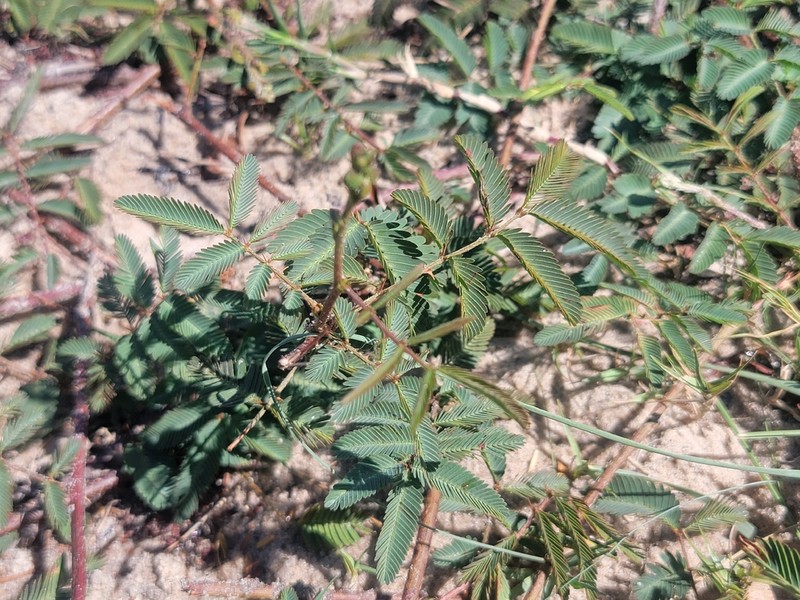 Mimosa tweedieana photo 5
