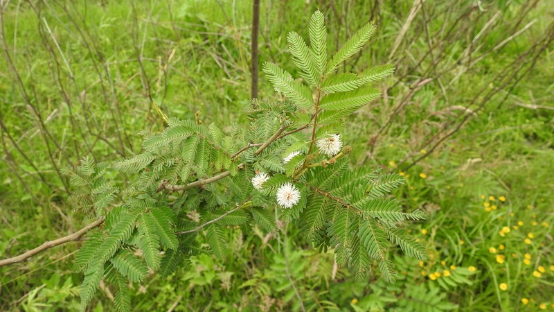 Mimosa tweedieana photo 6