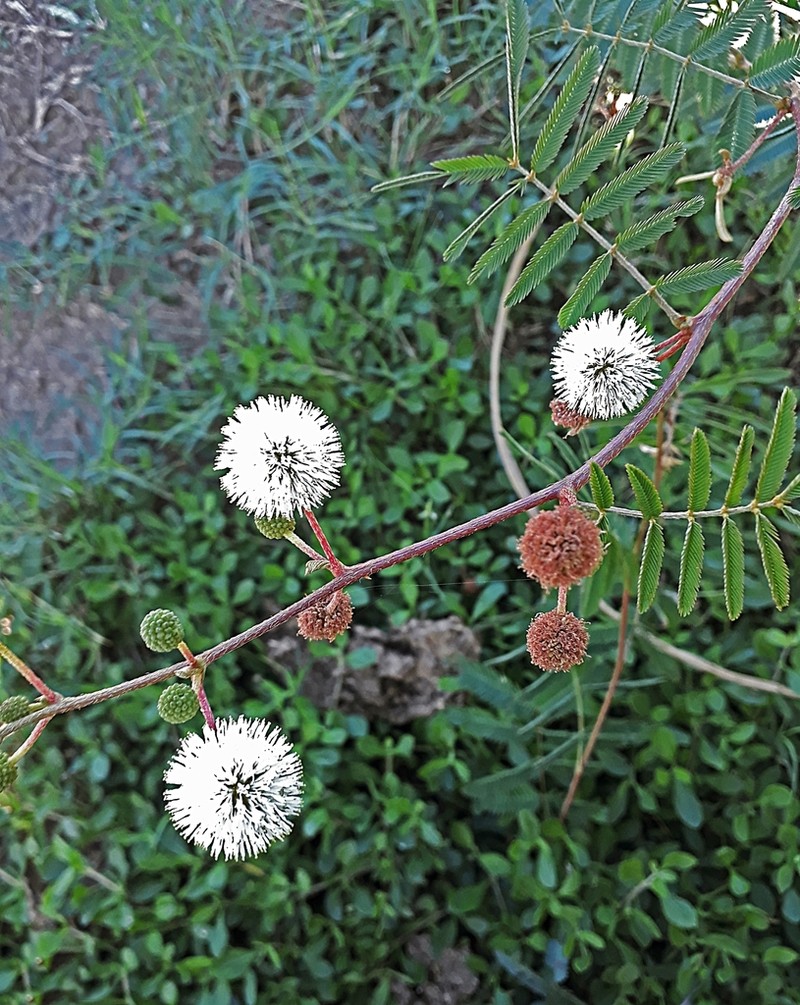 Mimosa tweedieana photo 7