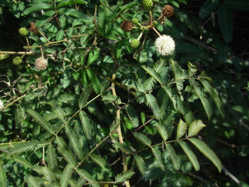 Mimosa tweedieana photo 8
