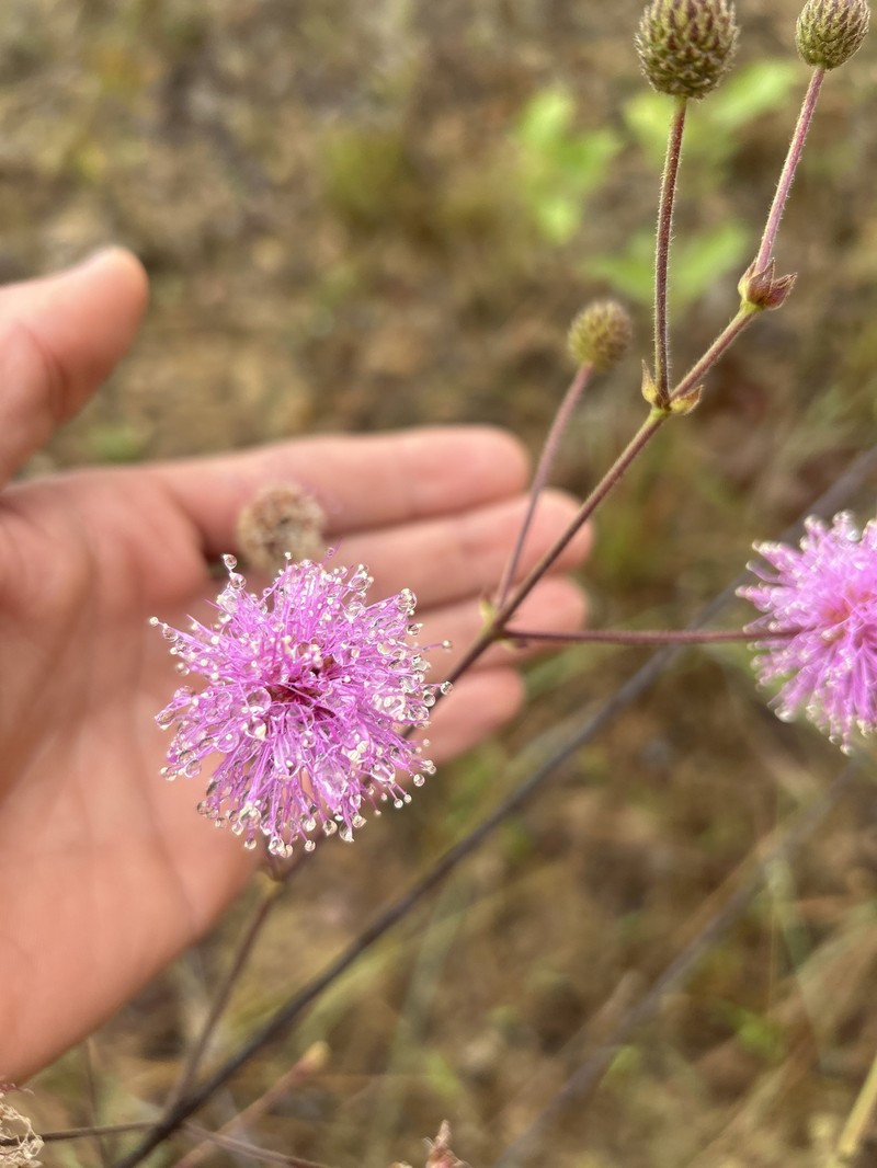 Mimosa ulei var. grallator