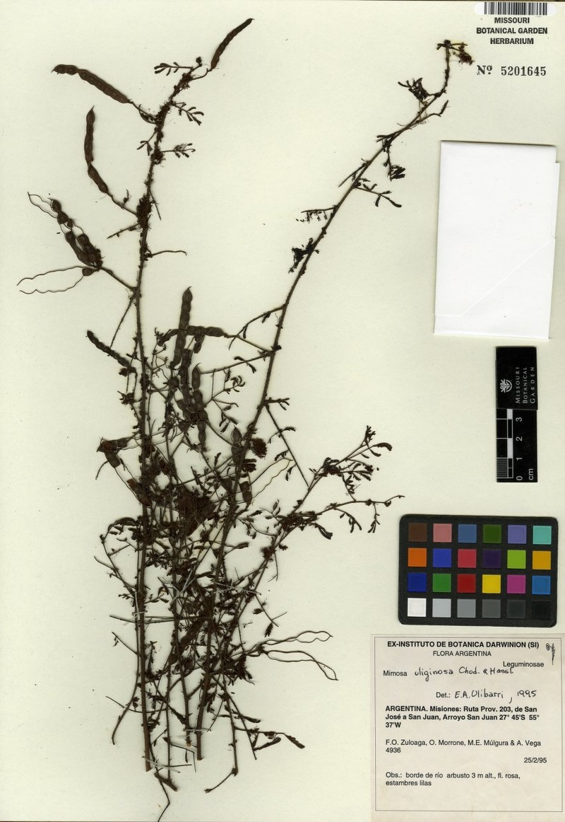 Mimosa uliginosa