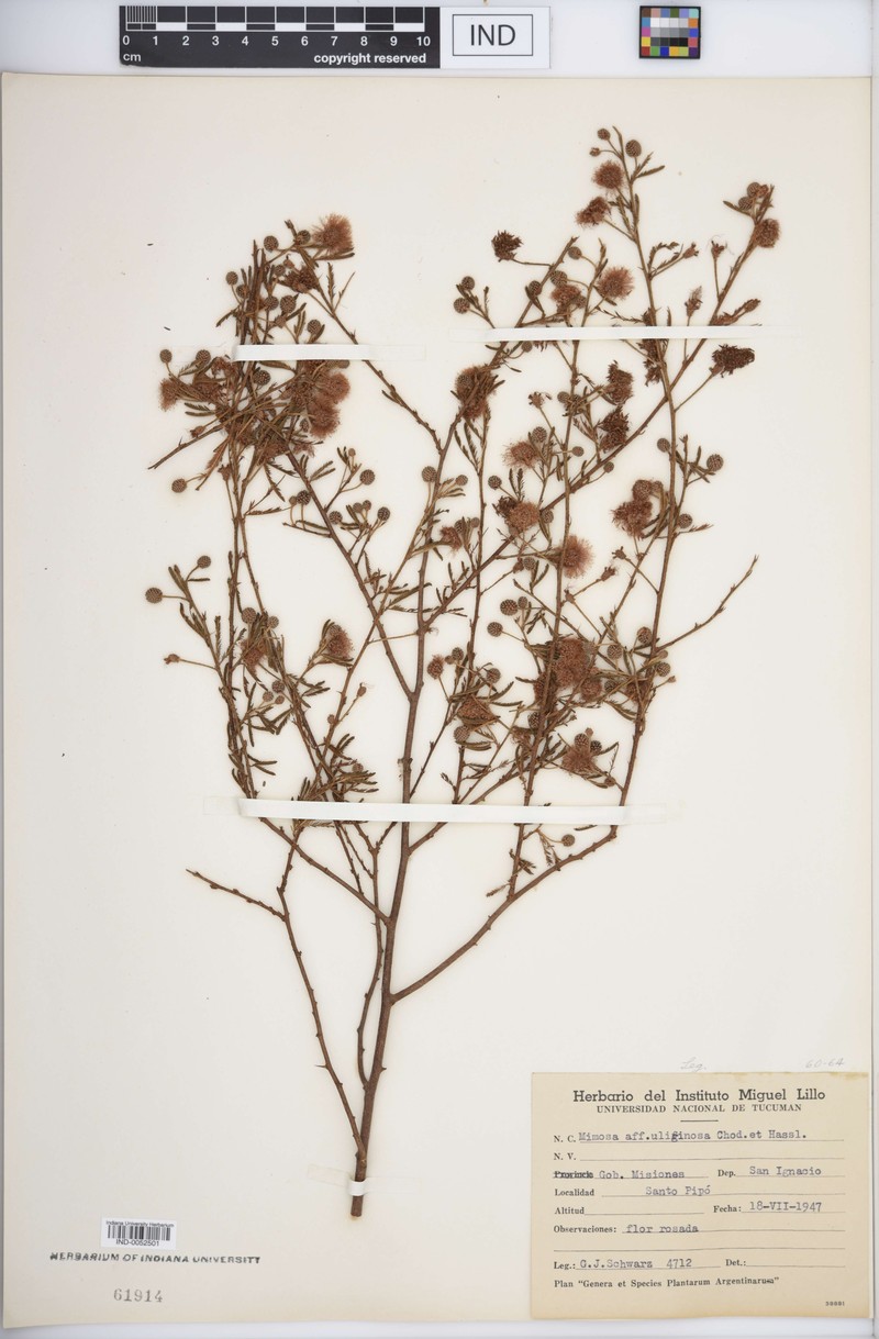 Mimosa uliginosa photo 2
