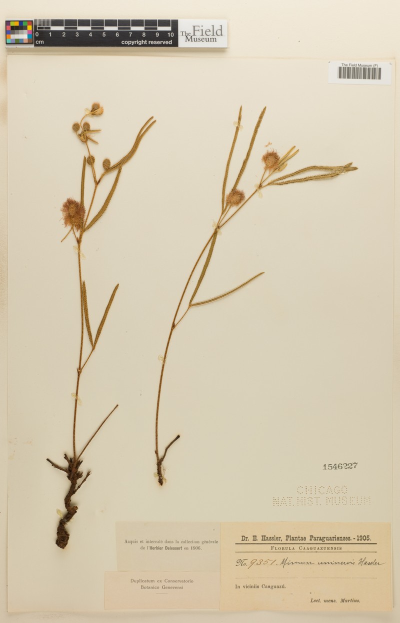 Mimosa uninervis