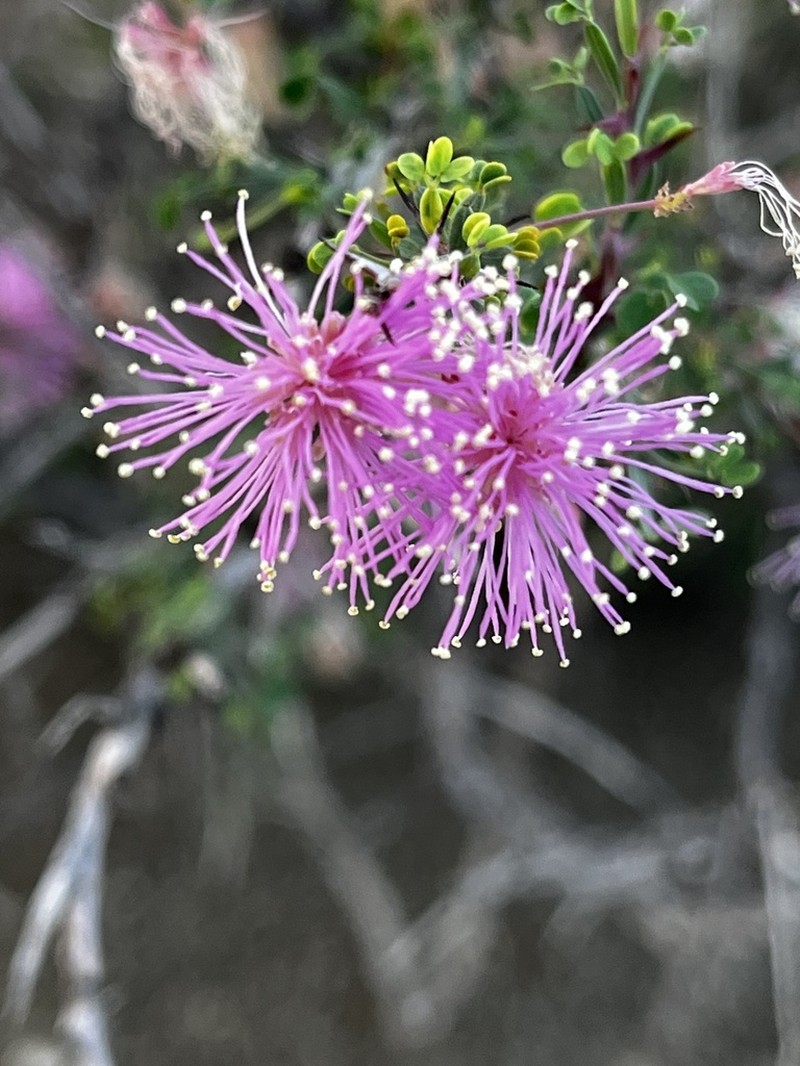 Mimosa unipinnata