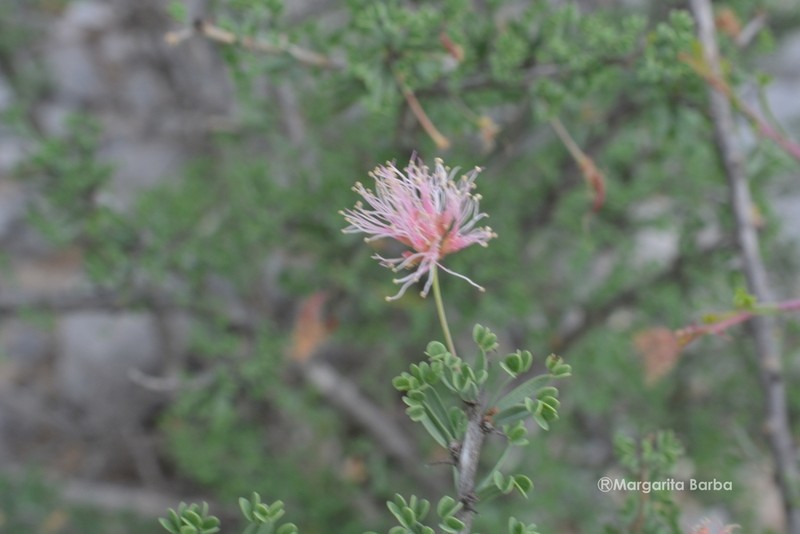 Mimosa unipinnata photo 2