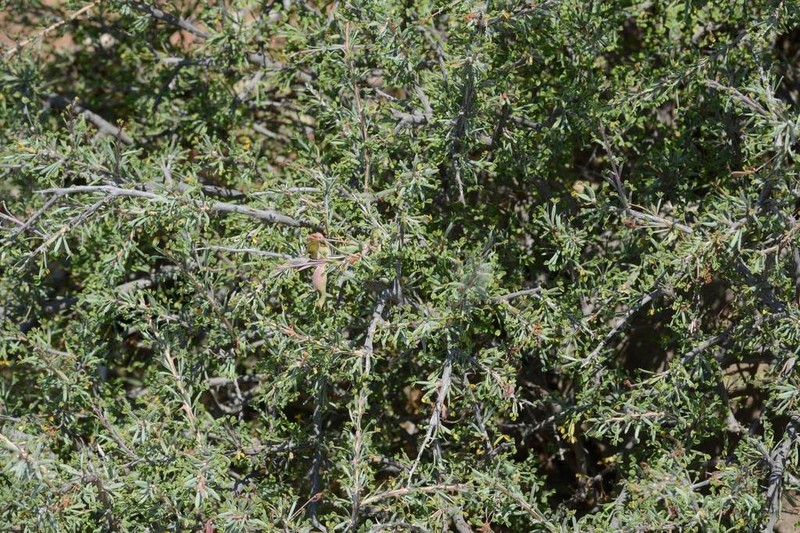 Mimosa unipinnata photo 3