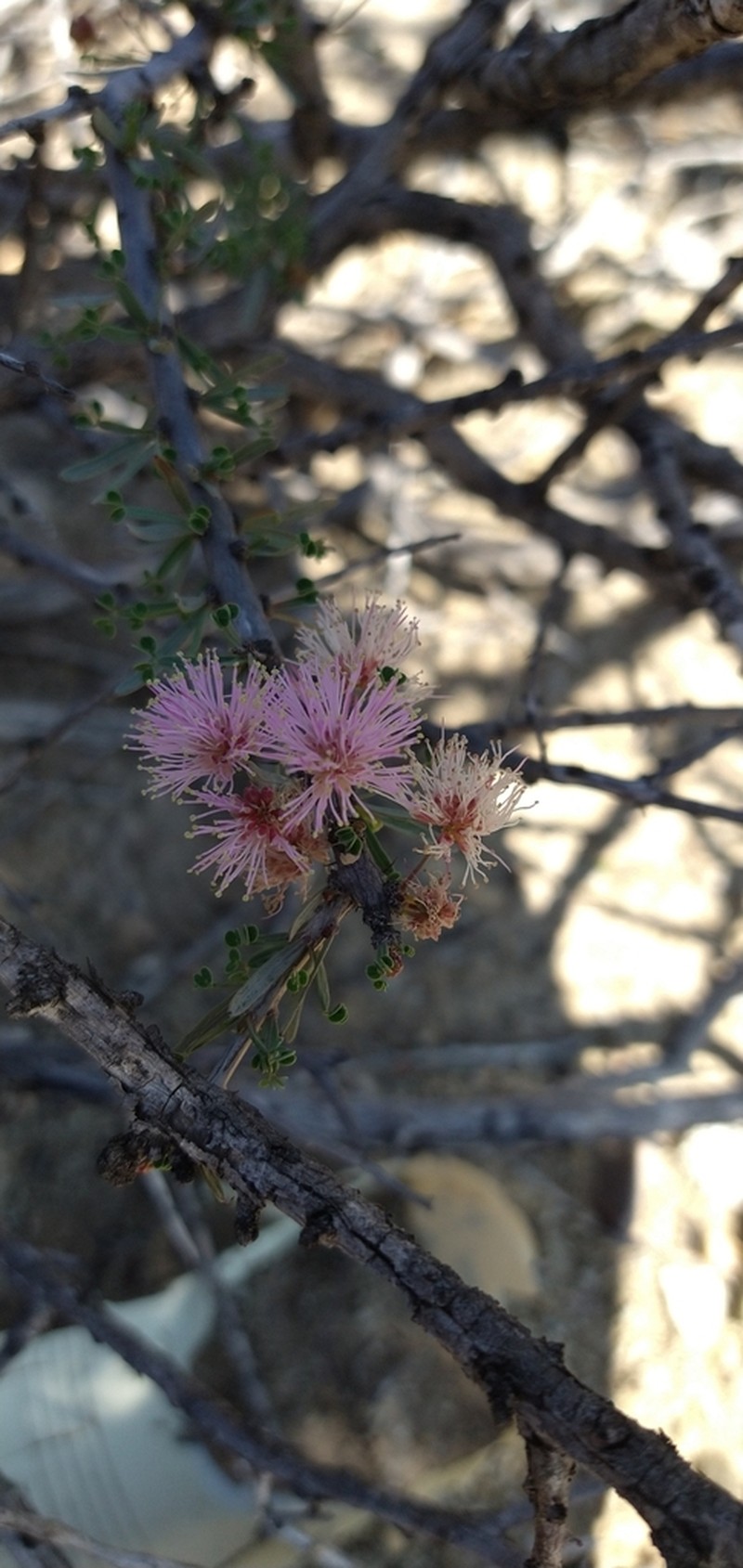 Mimosa unipinnata photo 4