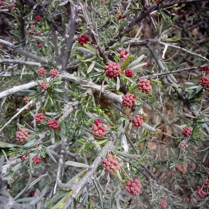 Mimosa unipinnata photo 5