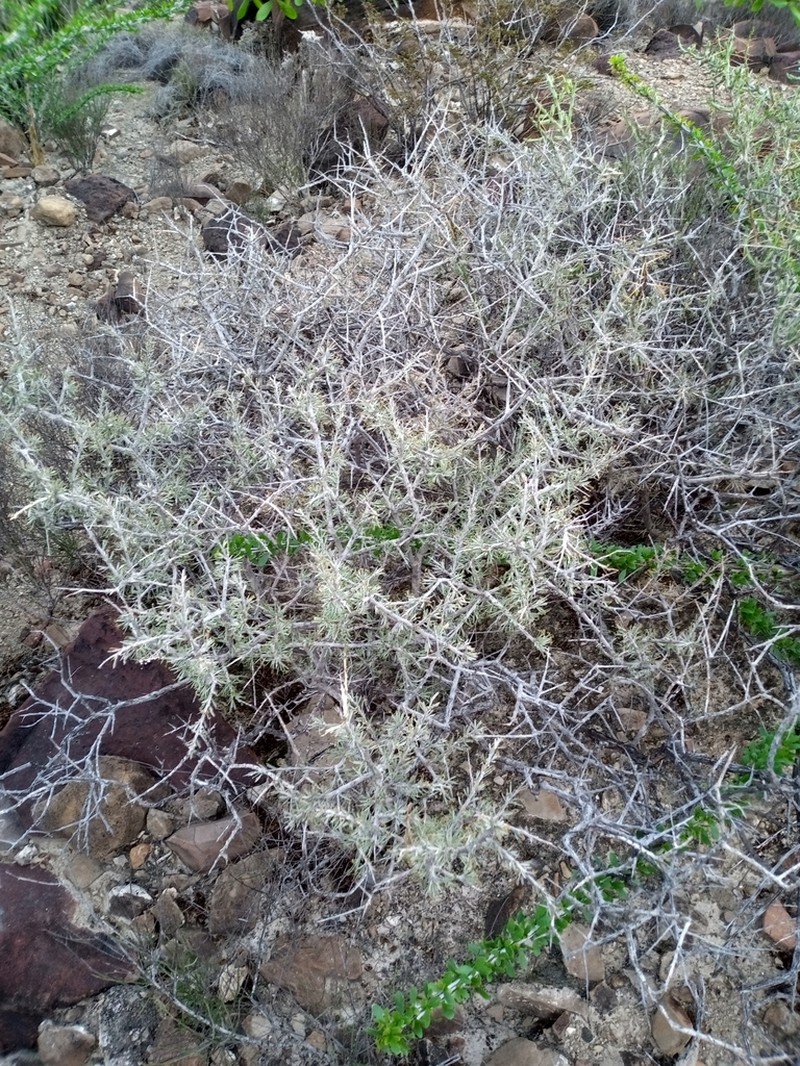 Mimosa unipinnata photo 6
