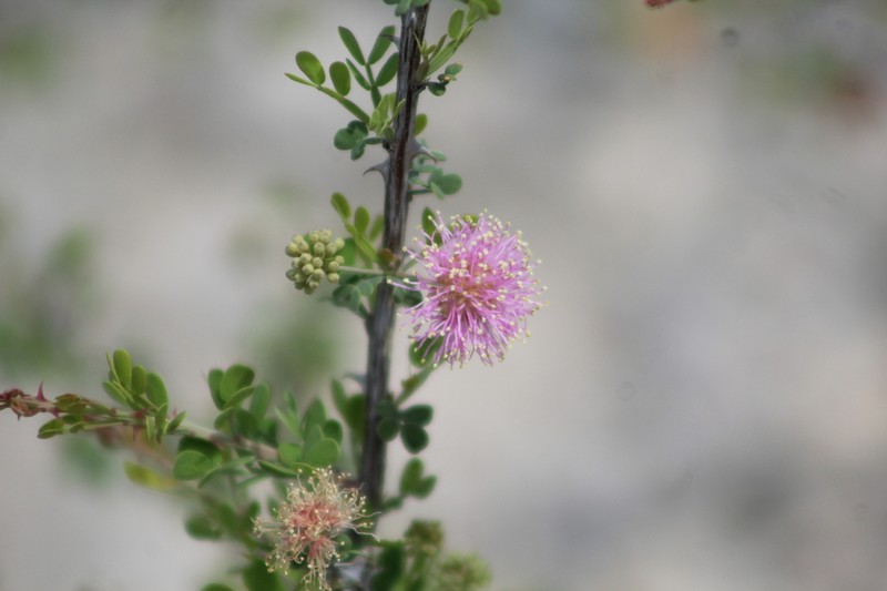 Mimosa unipinnata photo 7