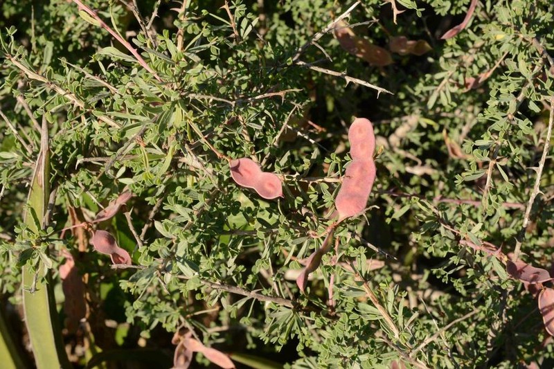 Mimosa unipinnata photo 8