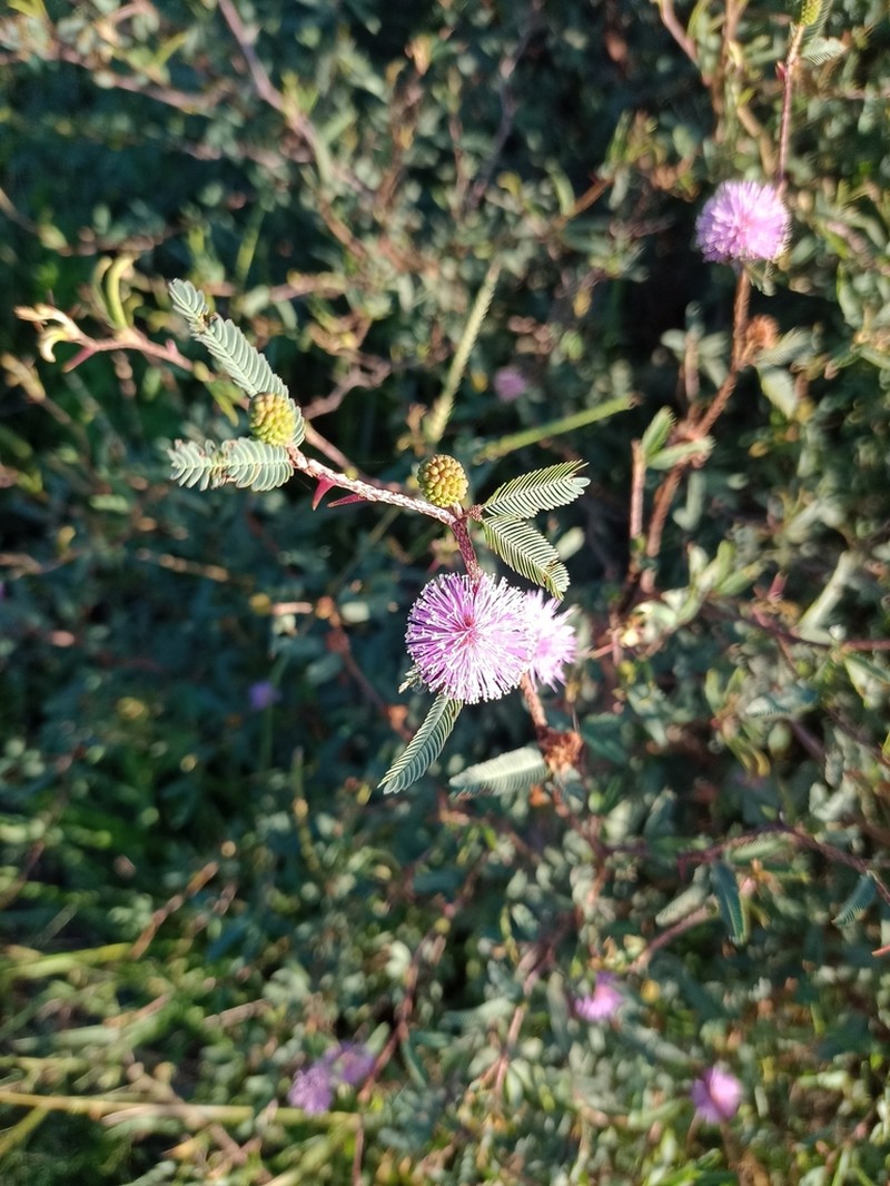 Mimosa uraguensis