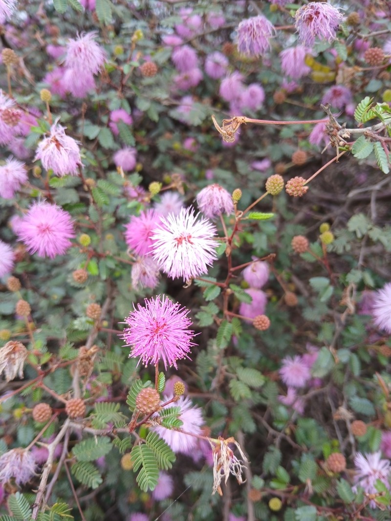 Mimosa uraguensis photo 2