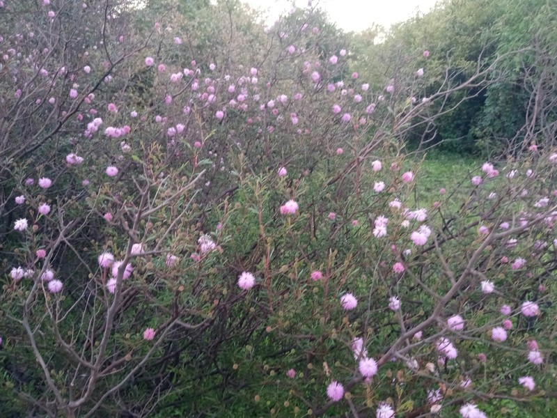Mimosa uraguensis photo 3