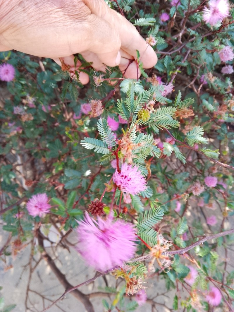Mimosa uraguensis photo 4