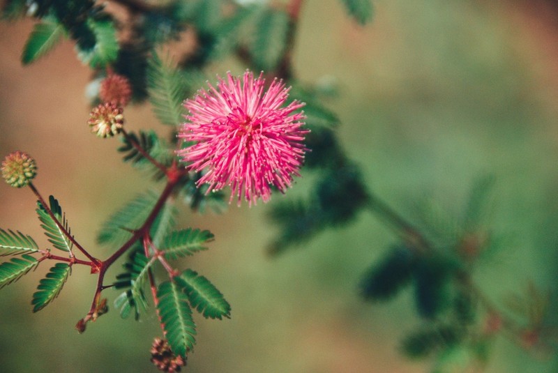 Mimosa uraguensis photo 5