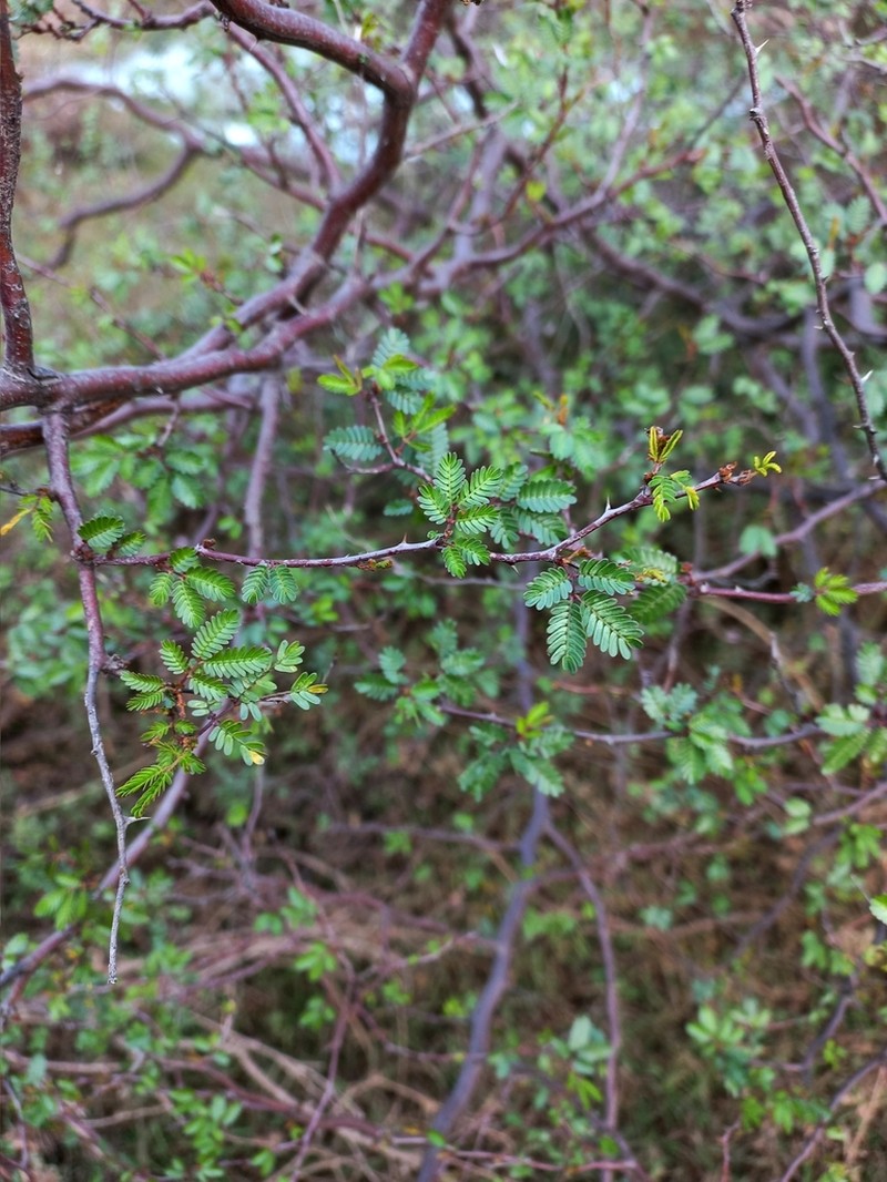 Mimosa uraguensis photo 6