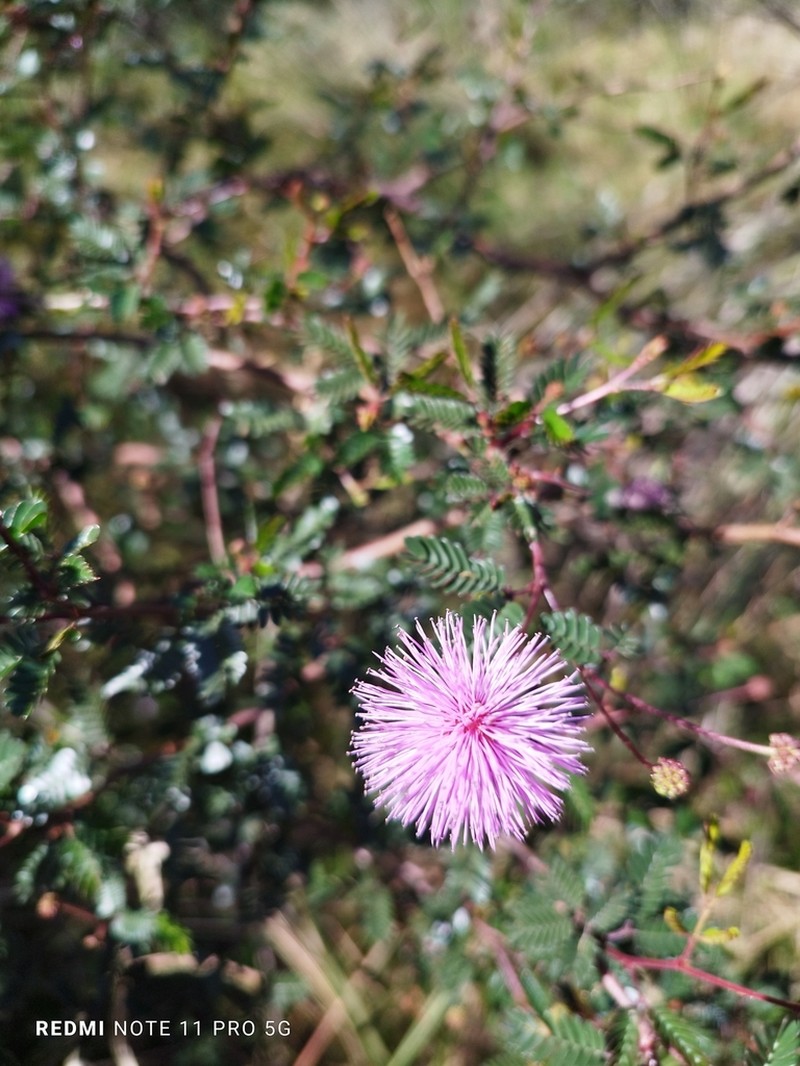 Mimosa uraguensis photo 7
