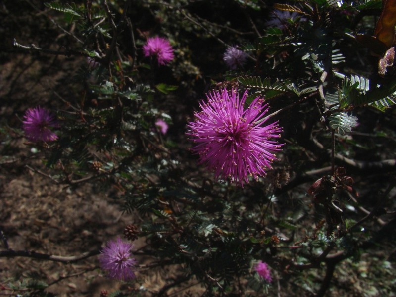 Mimosa uraguensis photo 8