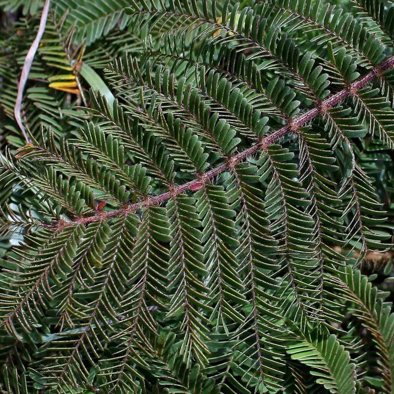 Mimosa urbica