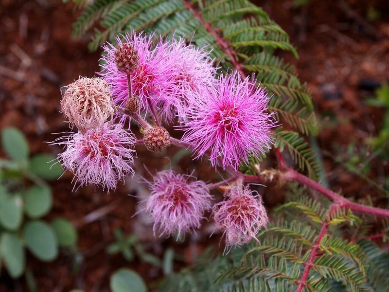 Mimosa urbica photo 2