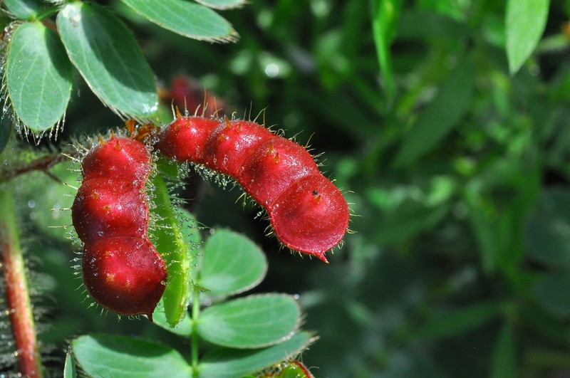 Mimosa ursina photo 2