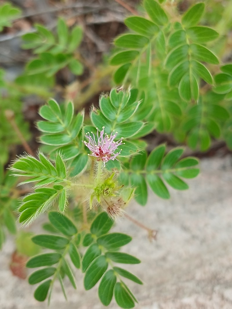 Mimosa ursina photo 3