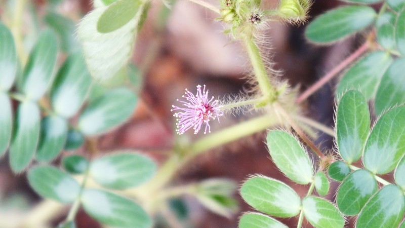 Mimosa ursina photo 4