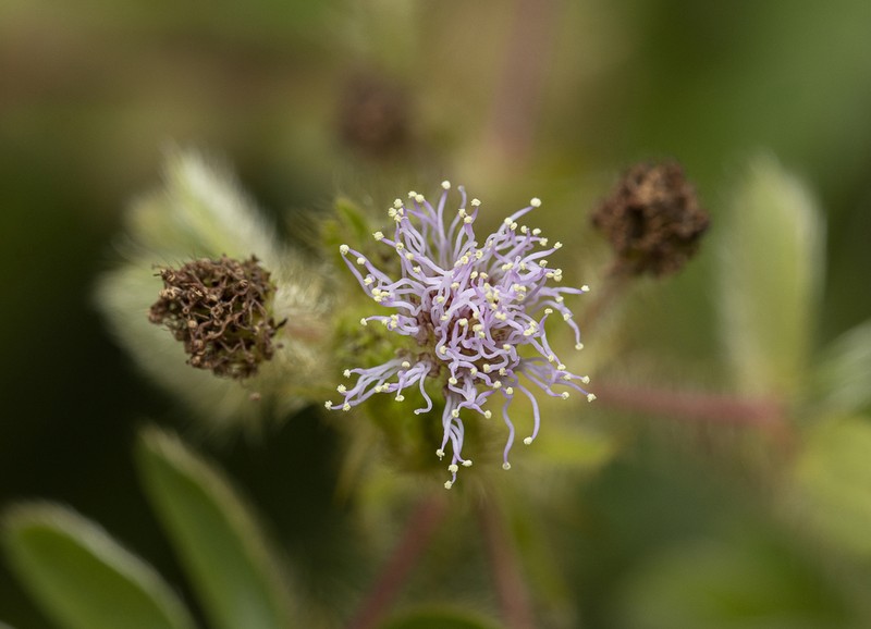 Mimosa ursina photo 6