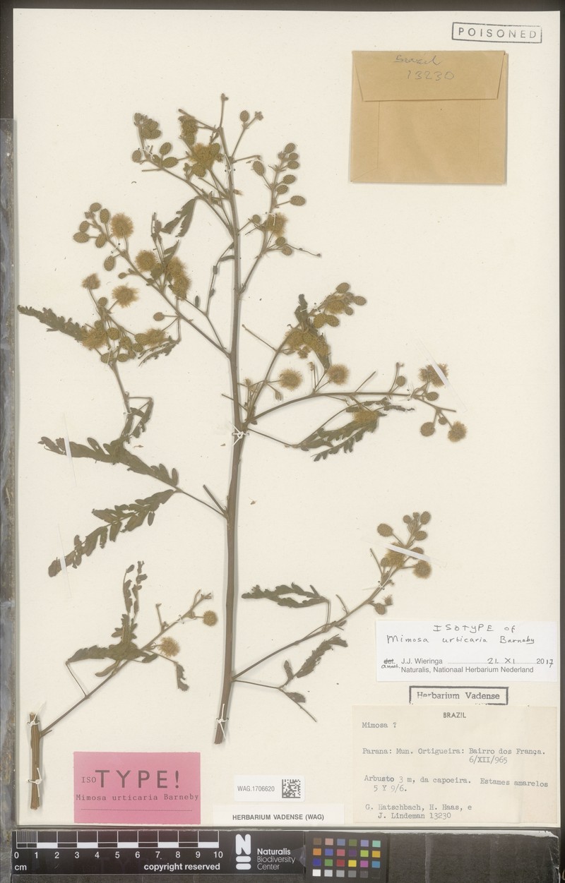 Mimosa urticaria