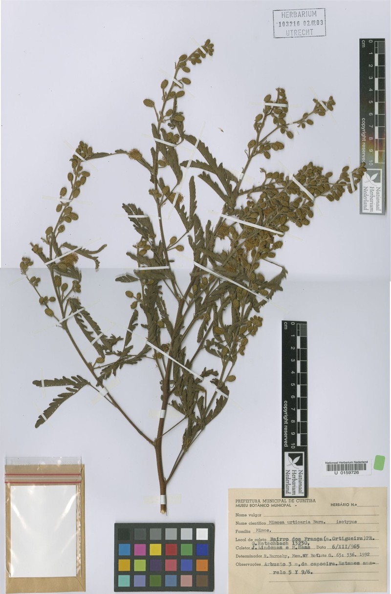 Mimosa urticaria photo 2