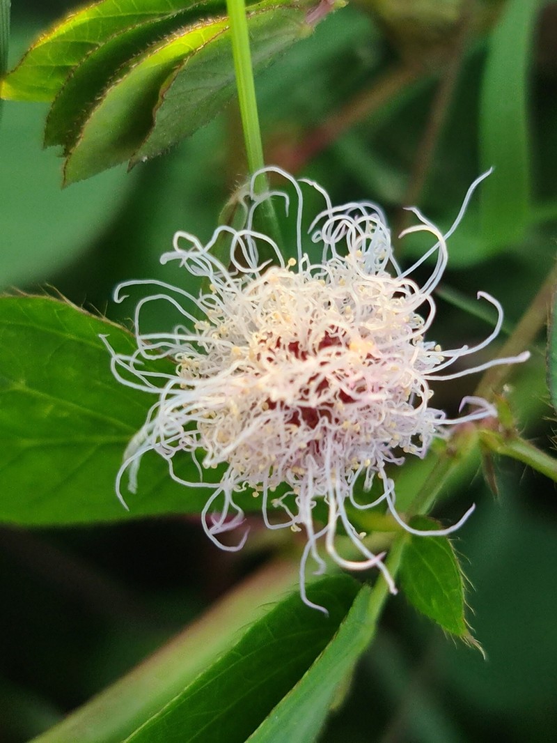 Mimosa velloziana