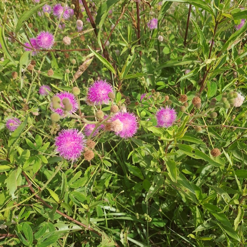Mimosa velloziana photo 2
