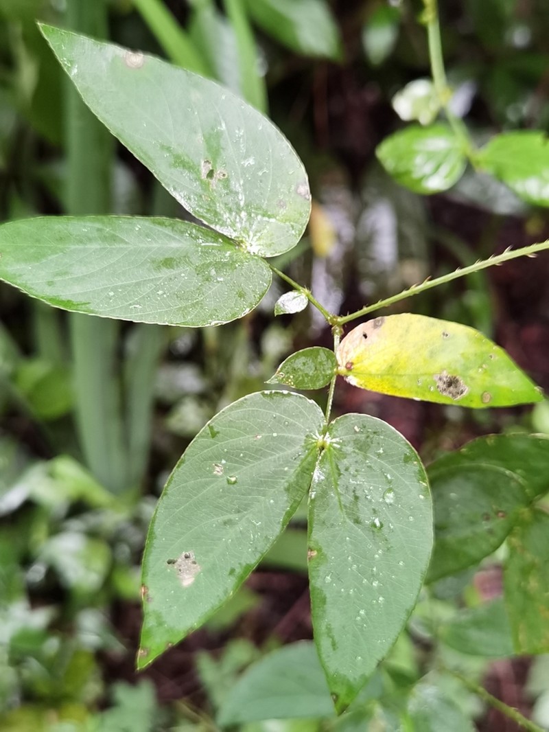 Mimosa velloziana photo 3