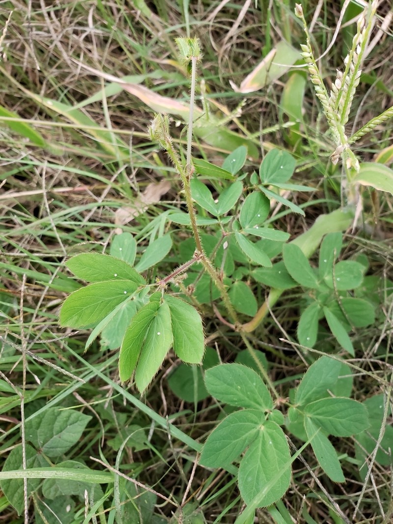Mimosa velloziana photo 4