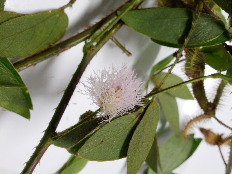 Mimosa velloziana photo 5