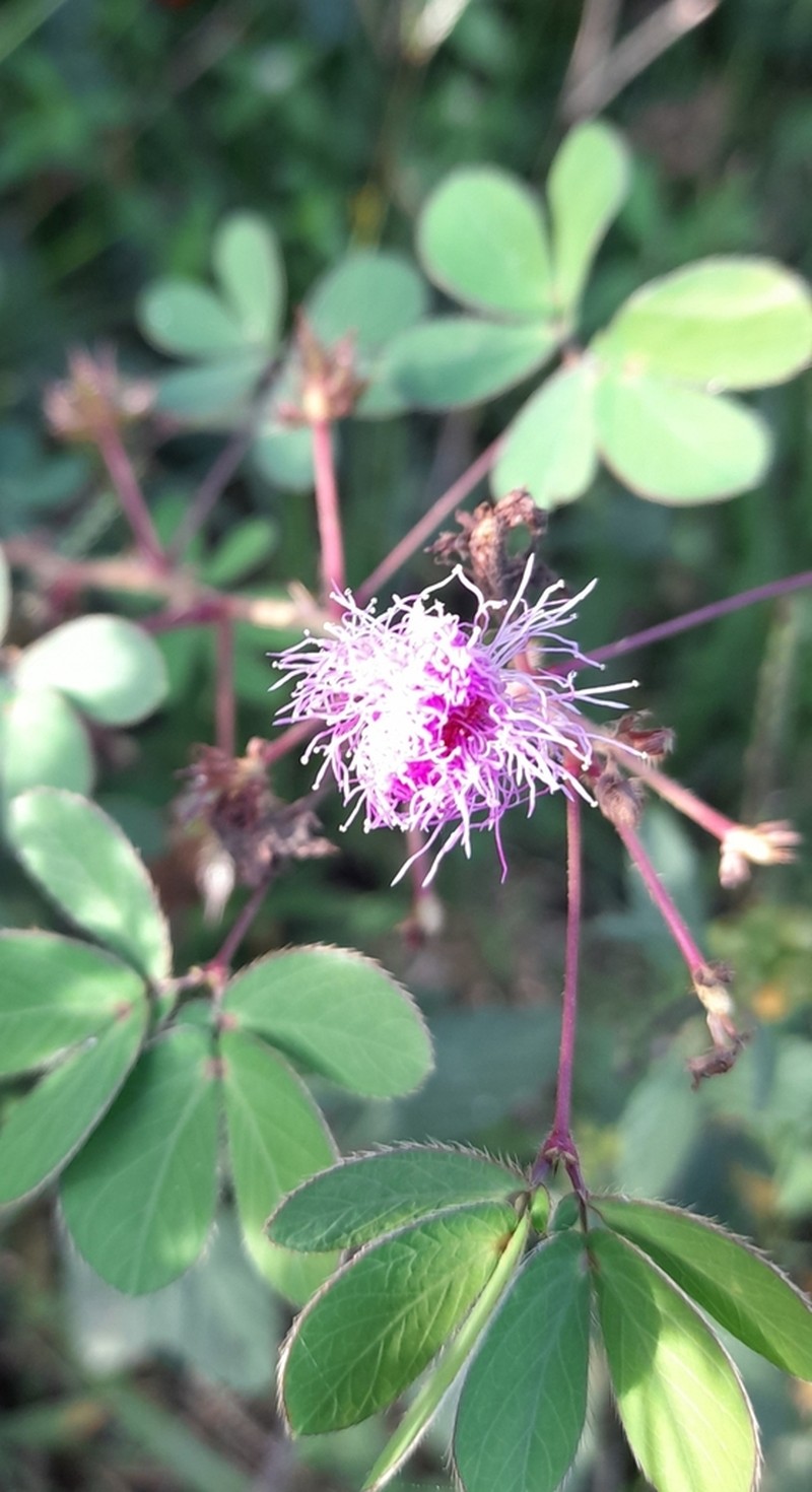Mimosa velloziana photo 6