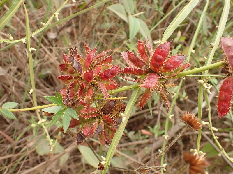 Mimosa velloziana photo 7