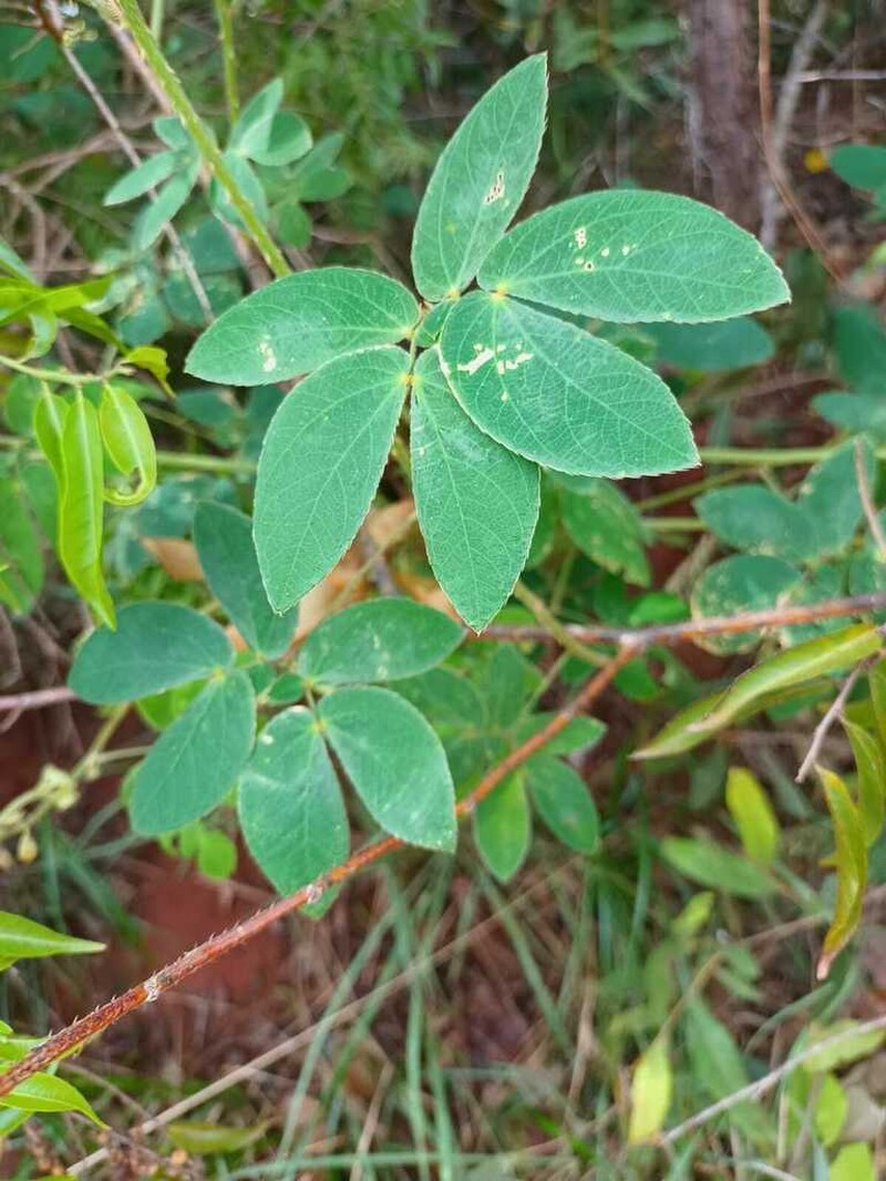 Mimosa velloziana photo 8