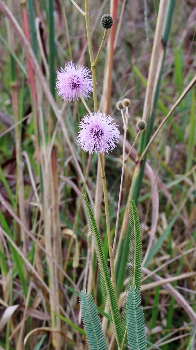 Mimosa venatorum