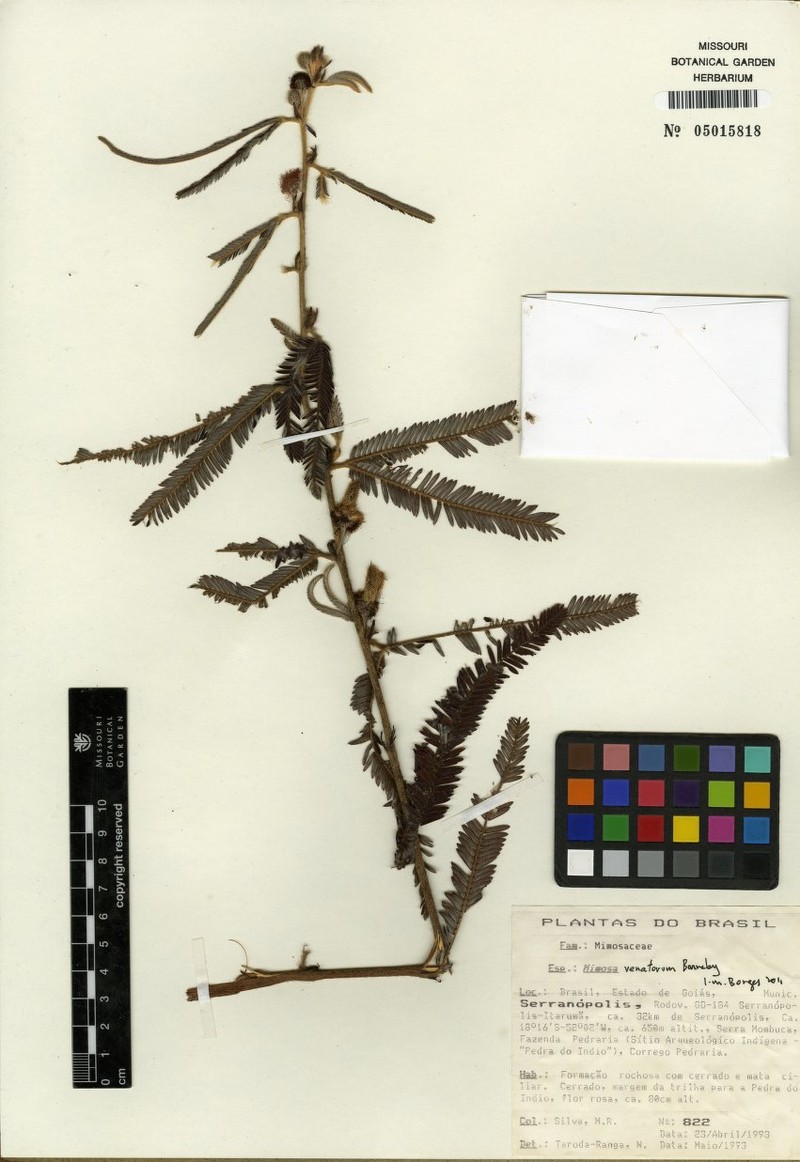 Mimosa venatorum photo 2