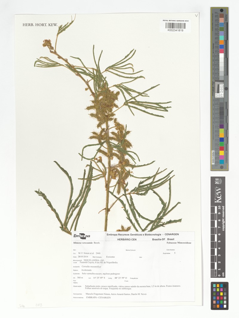 Mimosa verecunda